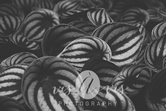 VIS_0851